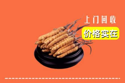 曲靖市马龙回收冬虫夏草
